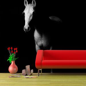 Sablio Tapeta Kůň ve stínu - 125x75 cm