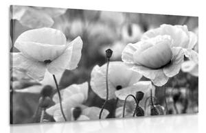 Obraz pole divokých máků v černobílém provedení - 60x40 cm