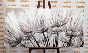 Obraz pampeliškové semena v černobílém provedení - 100x50 cm