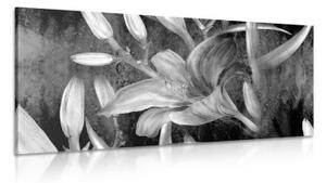 Obraz rozkvět lilie v černobílém provedení - 100x50 cm