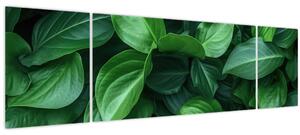 Obraz - Zelené listy (170x50 cm)
