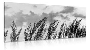 Obraz tráva v černobílém provedení - 100x50 cm