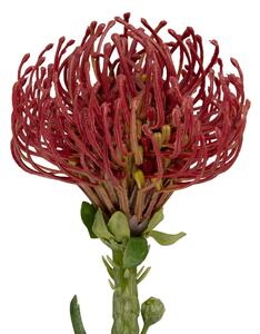 Umělá rostlina Protea Květina Velká červená Present Time (Barva-vínově červená)