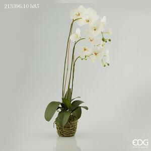 Bílá orchidej s mechem a kořeny EDG H85