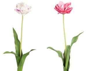 Tulipán H71 růžový / bílý barva / provedení: světle růžová