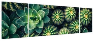 Obraz - Kaktusy (170x50 cm)