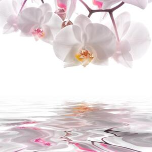 Fotožaluzie - orchidej bílá 1-6691233 100 x 100cm