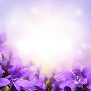 Fotožaluzie - - Fialové květy 100 x 100cm