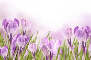 Fotožaluzie - - Jarní květiny 100 x 100cm