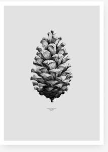 Paper Collective Plakát Grey Pine Cone by Form Us with Love 50x70cm