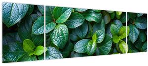 Obraz - Zelené rostliny (170x50 cm)