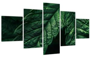Obraz - Detail listu (125x70 cm)