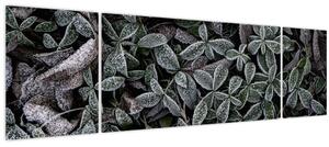 Obraz - Zmrzlé rostliny (170x50 cm)