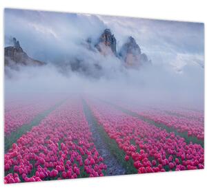 Obraz - Krajina s tulipánovými poli (70x50 cm)