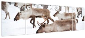 Obraz - Sobi (170x50 cm)