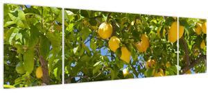 Obraz - Citrónovník (170x50 cm)