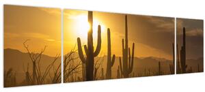 Obraz - Kaktusy Saguaro (170x50 cm)