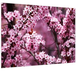 Obraz - Růžová sakura (70x50 cm)