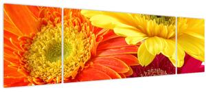 Obraz - Květy Gerbery (170x50 cm)