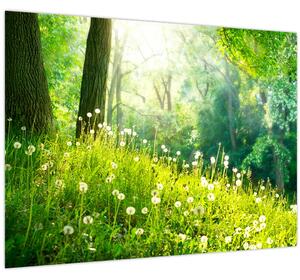 Obraz - Magická louka plná pampelišek (70x50 cm)
