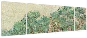Obraz - Vincent van Gogh, The Olive Orchard, reprodukce (170x50 cm)