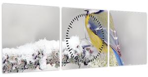 Obraz - Sýkora modřinka v lese (s hodinami) (90x30 cm)