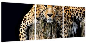 Obraz - Gepard (s hodinami) (90x30 cm)
