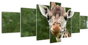 Obraz žirafy (210x100 cm)