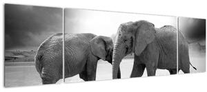 Obraz - černobílí sloni (170x50 cm)
