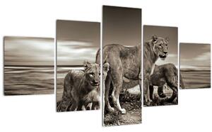 Obraz černobílých lvů (125x70 cm)