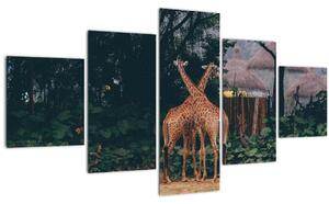 Obraz dvou žiraf (125x70 cm)