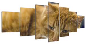 Obraz kočky (210x100 cm)