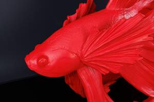 Červená dekorace Fisch Crowntail 65 cm