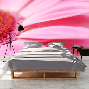 Sablio Tapeta Růžová gerbera - 125x75 cm