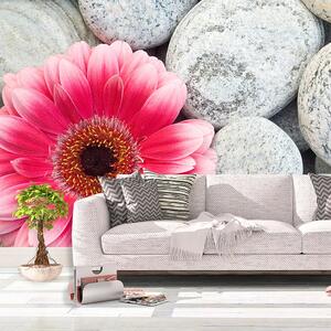Sablio Tapeta Gerbera na kamenech - 125x75 cm