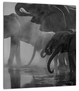 Obraz slonů - černobílý (30x30 cm)