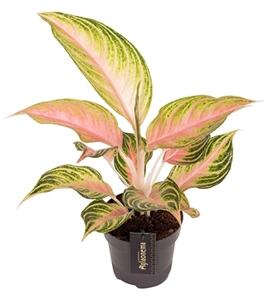 Aglaonema Eyecatcher, průměr 12 cm Aglaonema, Spící panna