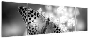 Obraz - Detail motýla opylující květ (170x50 cm)