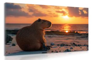 Obraz kapybara při západu slunce