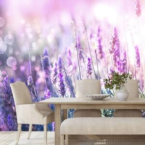 Samolepící fototapeta kouzelné květiny levandule - 450x300 cm