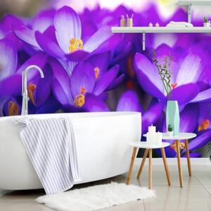 Tapeta kvetoucí fialový šafrán - 300x200 cm