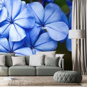 Samolepící fototapeta divoké modré květiny - 450x300 cm