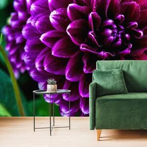 Tapeta překrásný fialový květ - 300x200 cm