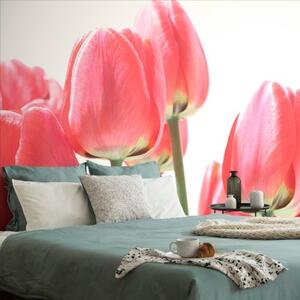 Samolepící fototapeta červené polní tulipány - 225x150 cm