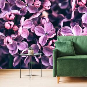 Tapeta šeřík fialové květy - 300x200 cm