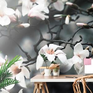 Samolepící fototapeta probouzející se magnolie - 225x150 cm