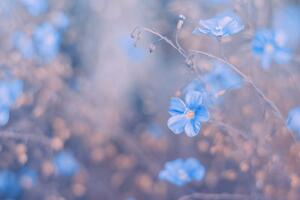 Samolepící fototapeta modré květiny na vintage pozadí - 375x250 cm
