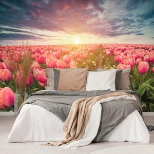 Tapeta tulipány v Holansku - 150x100 cm