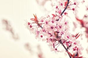 Tapeta krásné růžové květy třešně - 300x200 cm