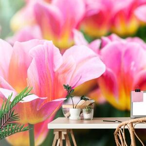 Tapeta růžové tulipány na louce - 300x200 cm